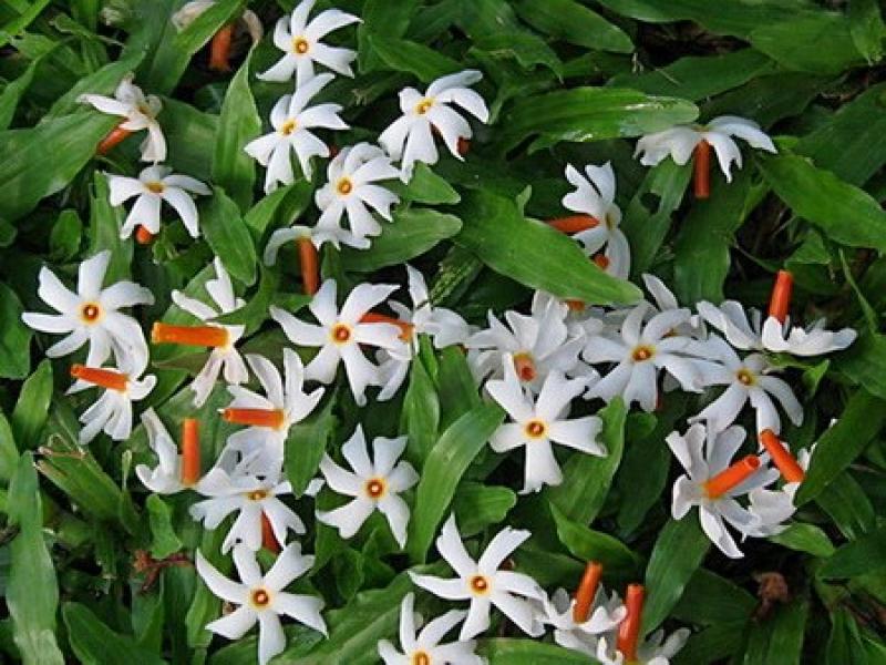 ต้นกรรณิการ์