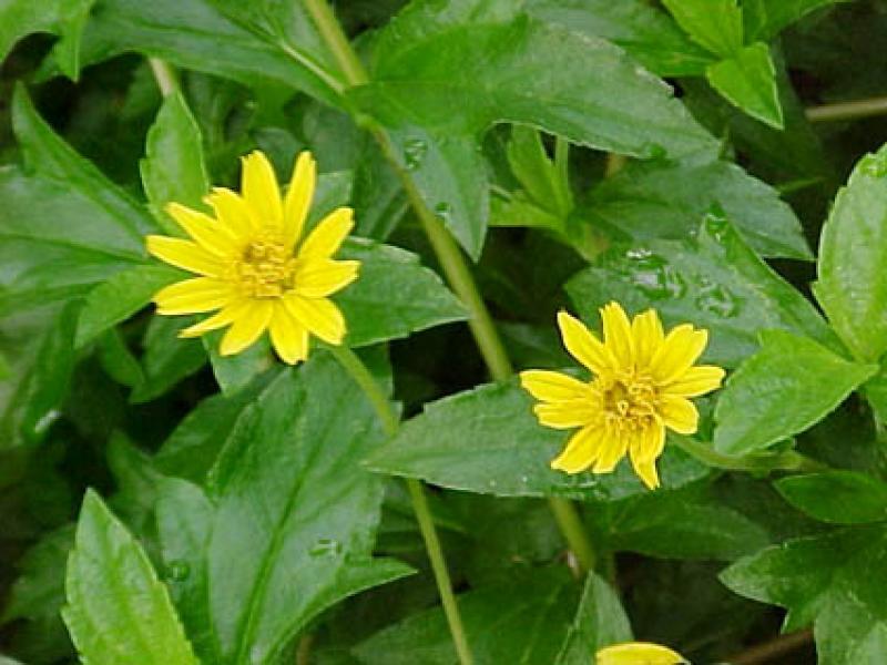 การขยายพันธุ์ต้นกระดุมทอง