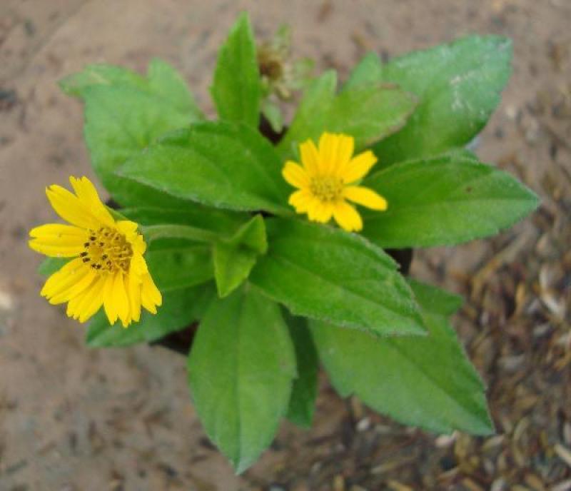 การขยายพันธุ์ต้นกระดุมทอง