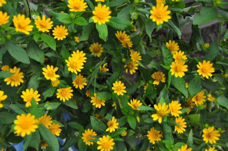 การขยายพันธุ์ต้นกระดุมทอง