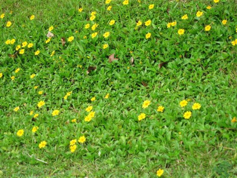 การขยายพันธุ์ต้นกระดุมทอง