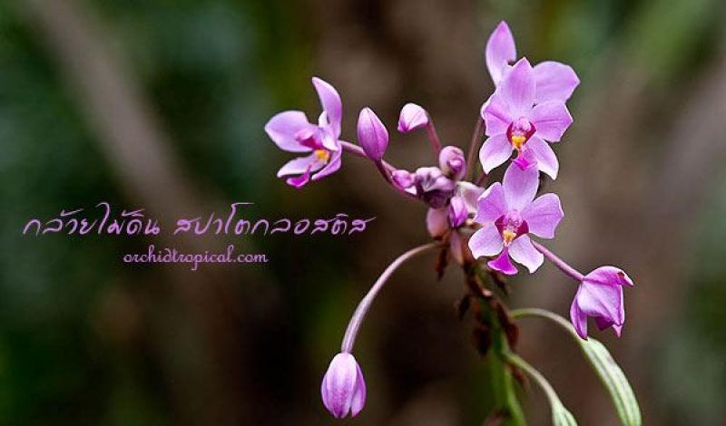 เรื่องน่ารู้ของกล้วยไม้ดิน..สกุลสปาโตกลอสติส v.1