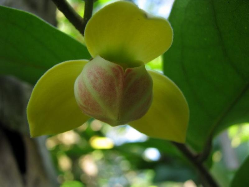 ต้นกลาย ดอกหอม