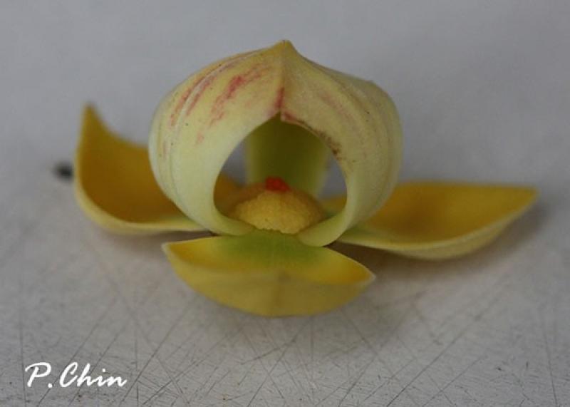 ต้นกลาย ดอกหอม