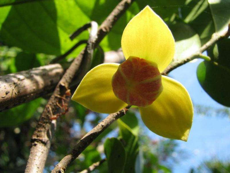 ต้นกลาย ดอกหอม