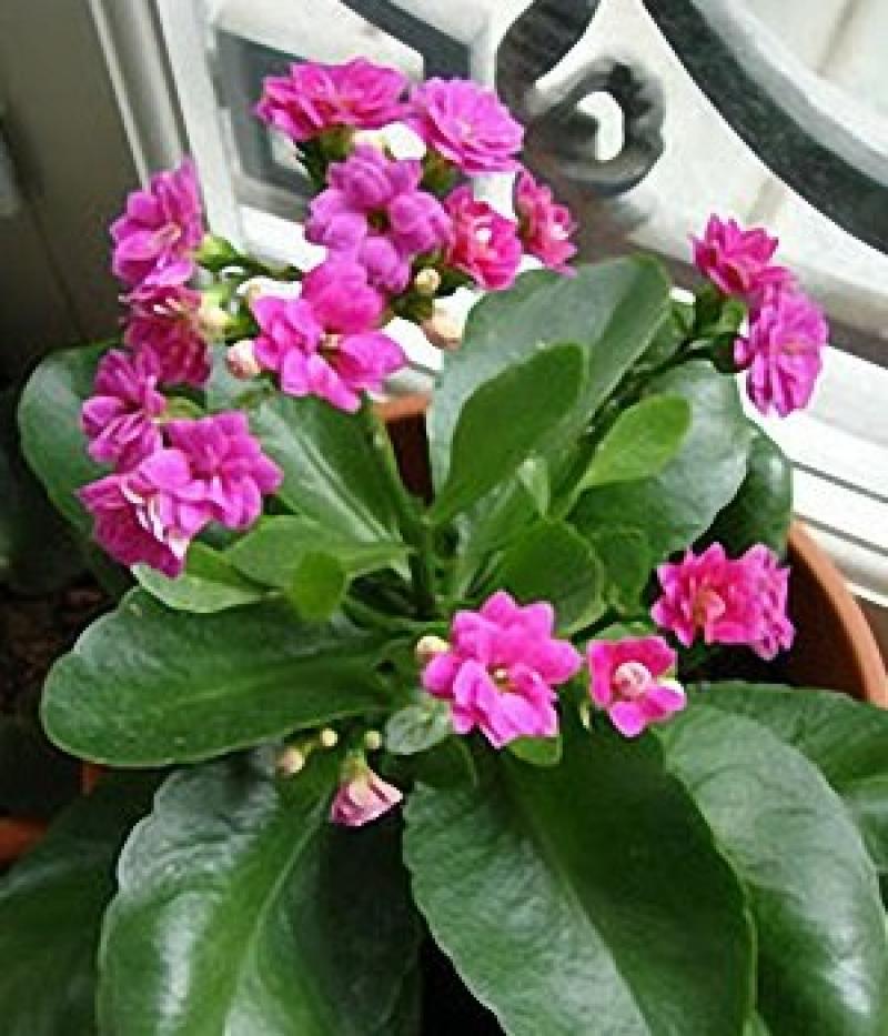 การดูแลต้นกุหลาบหิน