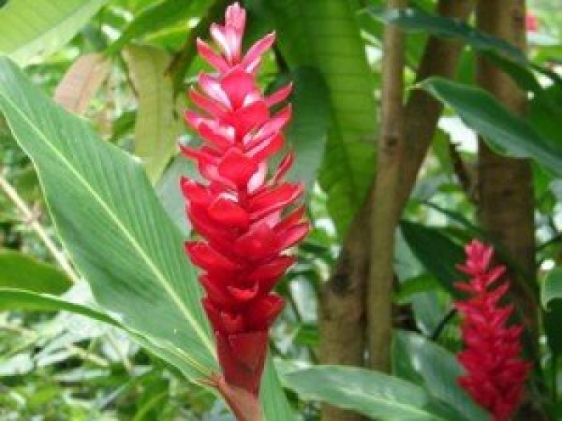 ขิงแดง&ขิงประดับ  ดอกสีแดงสวยสด