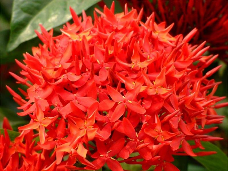 เพิ่มความเป็นสิริมงคลให้บ้าน ด้วย..^ต้นเข็ม^