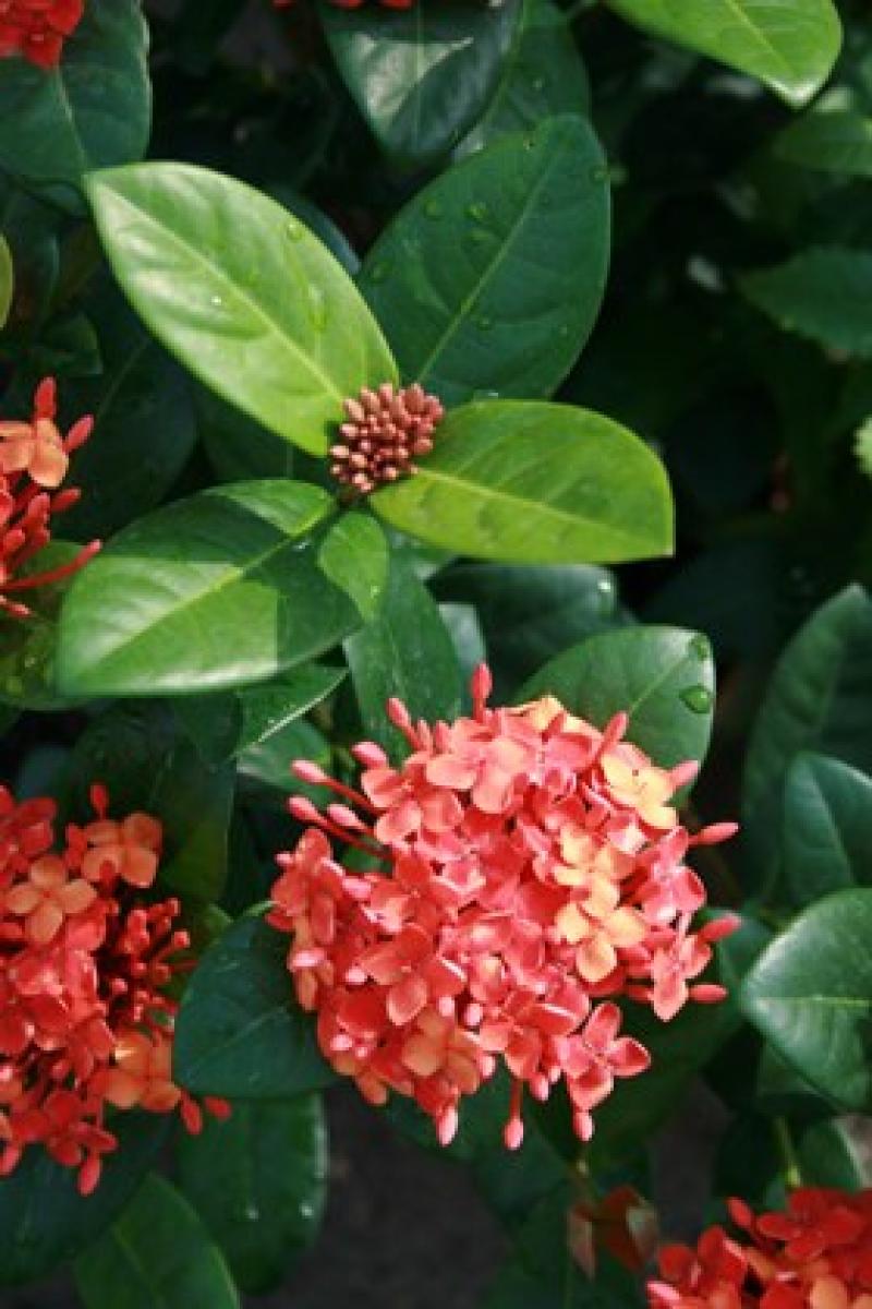 เพิ่มความเป็นสิริมงคลให้บ้าน ด้วย..^ต้นเข็ม^