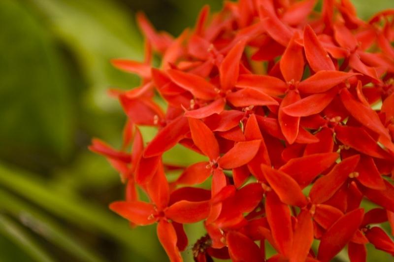 เพิ่มความเป็นสิริมงคลให้บ้าน ด้วย..^ต้นเข็ม^