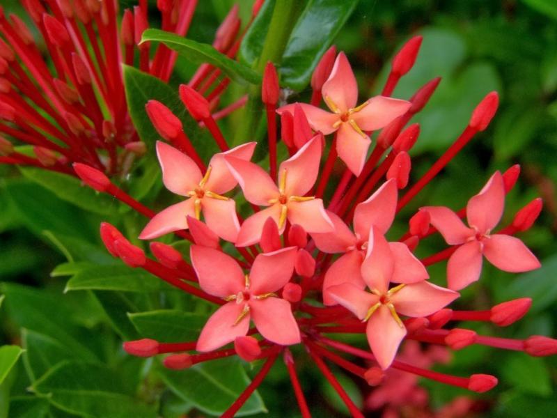 เพิ่มความเป็นสิริมงคลให้บ้าน ด้วย..^ต้นเข็ม^