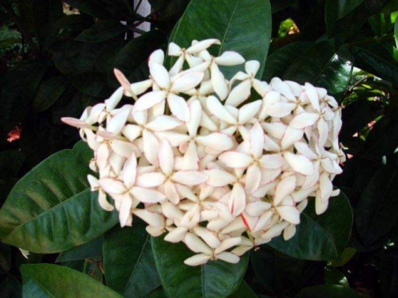 เพิ่มความเป็นสิริมงคลให้บ้าน ด้วย..^ต้นเข็ม^