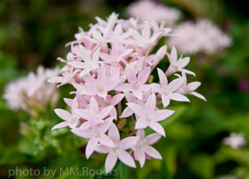 เพิ่มความเป็นสิริมงคลให้บ้าน ด้วย..^ต้นเข็ม^