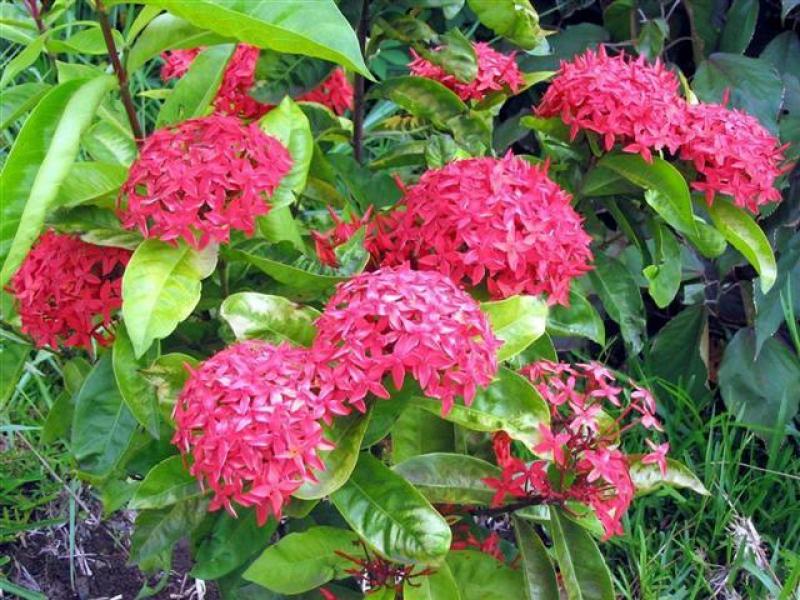 เพิ่มความเป็นสิริมงคลให้บ้าน ด้วย..^ต้นเข็ม^