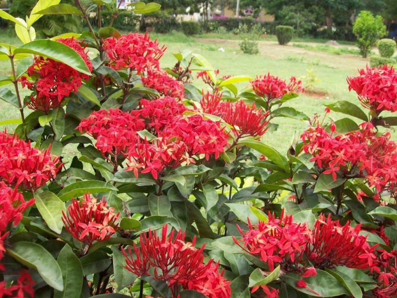 เพิ่มความเป็นสิริมงคลให้บ้าน ด้วย..^ต้นเข็ม^