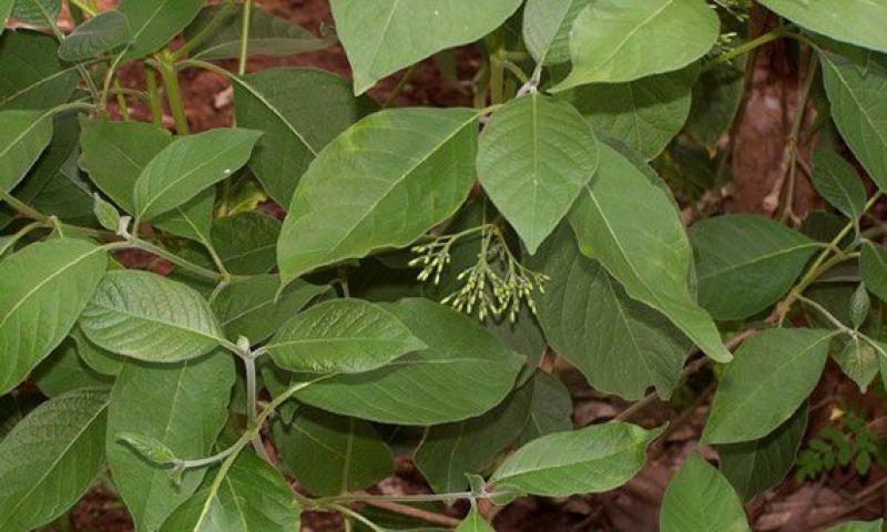 เข็มป่า (เข็มโคก)