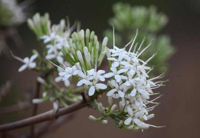 เข็มป่า (เข็มโคก)