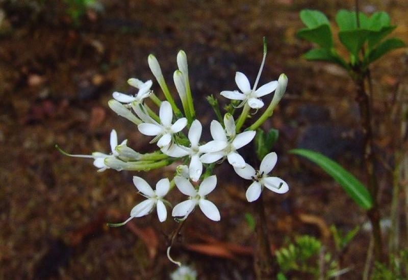 เข็มป่า (เข็มโคก)