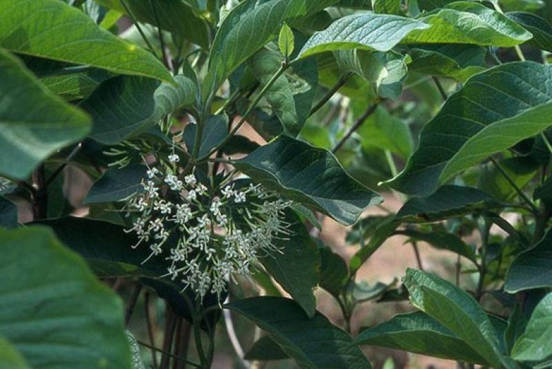 เข็มป่า (เข็มโคก)