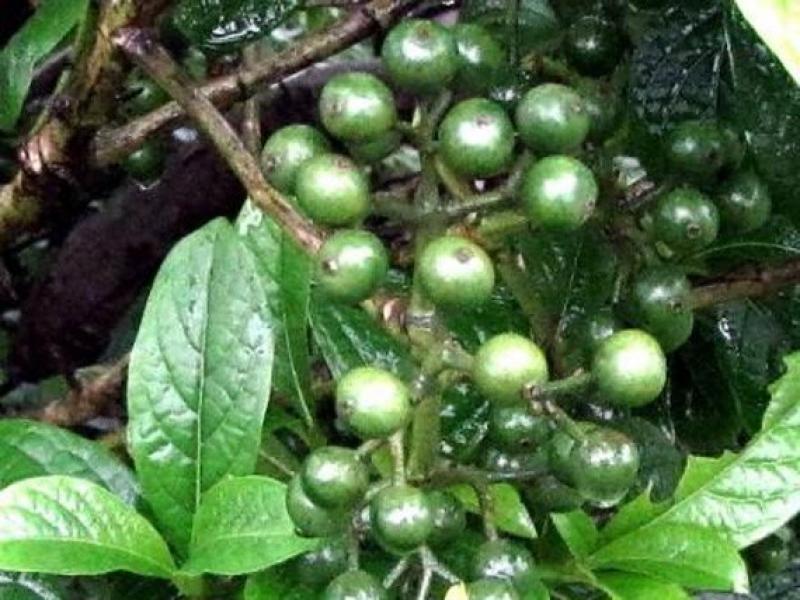 เข็มป่า (เข็มโคก)