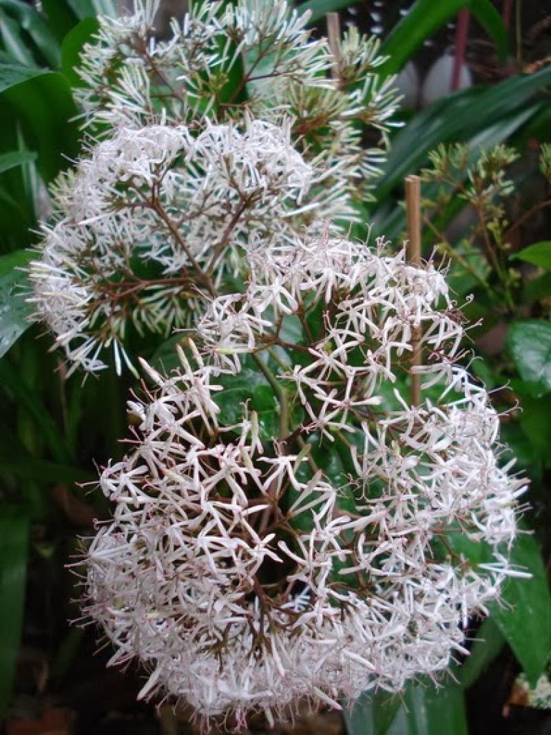 เข็๋มป่า (เข็มตาไก่)