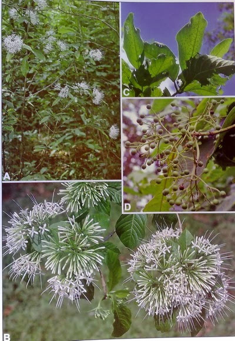 เข็๋มป่า (เข็มตาไก่)