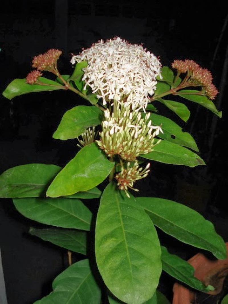 เข็มขาว