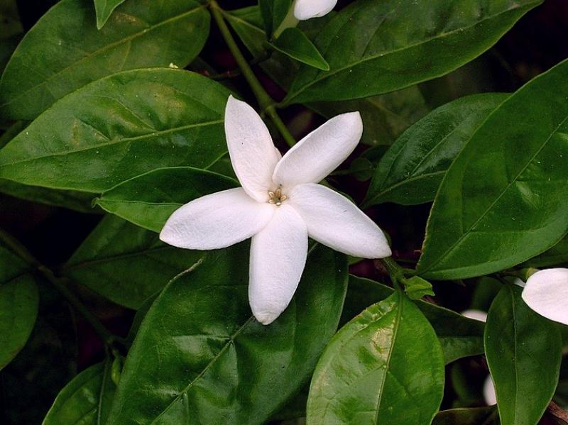 เขี้ยวกระแต กลิ่นหอม ดอกเล็กน่ารัก