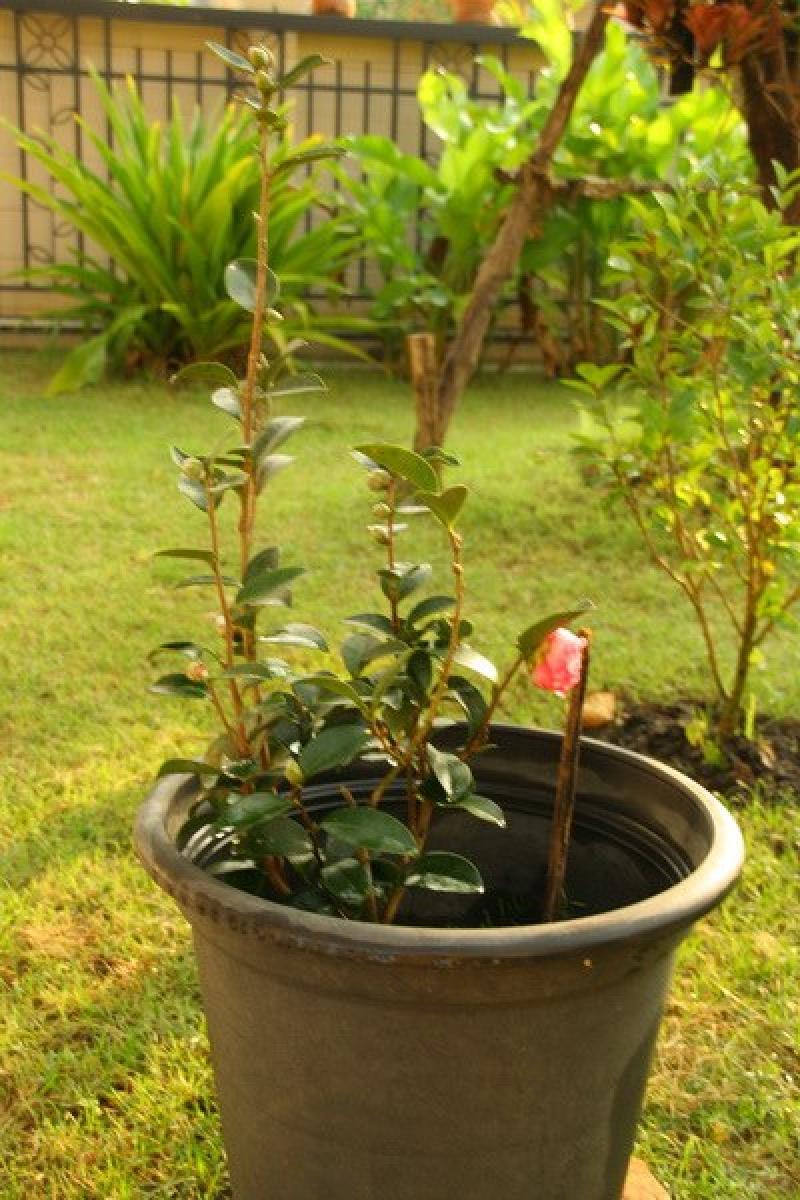 ดอกคาเมลเลีย (camellia) ดอกไม้ประจำคนเกิดเดือนมกราคม