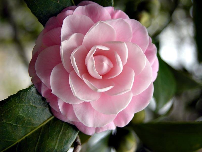 ดอกคาเมลเลีย (camellia) ดอกไม้ประจำคนเกิดเดือนมกราคม