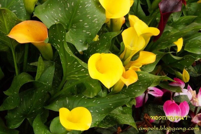 ดอกคาลล่า ลิลลี่ (calla lily) ดอกไม้งาม สำหรับงานแต่งงาน