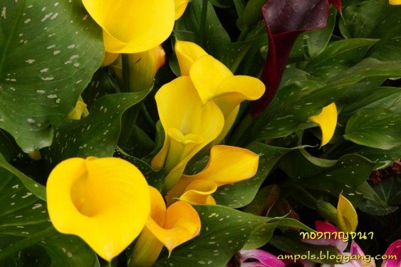 ดอกคาลล่า ลิลลี่ (calla lily) ดอกไม้งาม สำหรับงานแต่งงาน