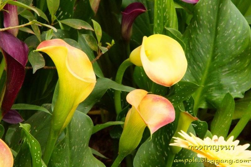ดอกคาลล่า ลิลลี่ (calla lily) ดอกไม้งาม สำหรับงานแต่งงาน