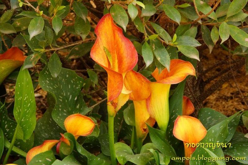 ดอกคาลล่า ลิลลี่ (calla lily) ดอกไม้งาม สำหรับงานแต่งงาน