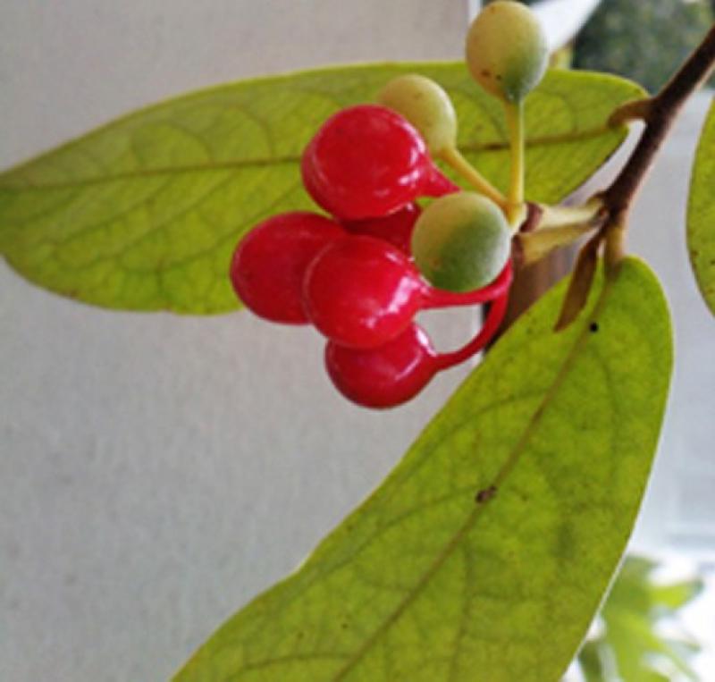 ดอกคำหอม