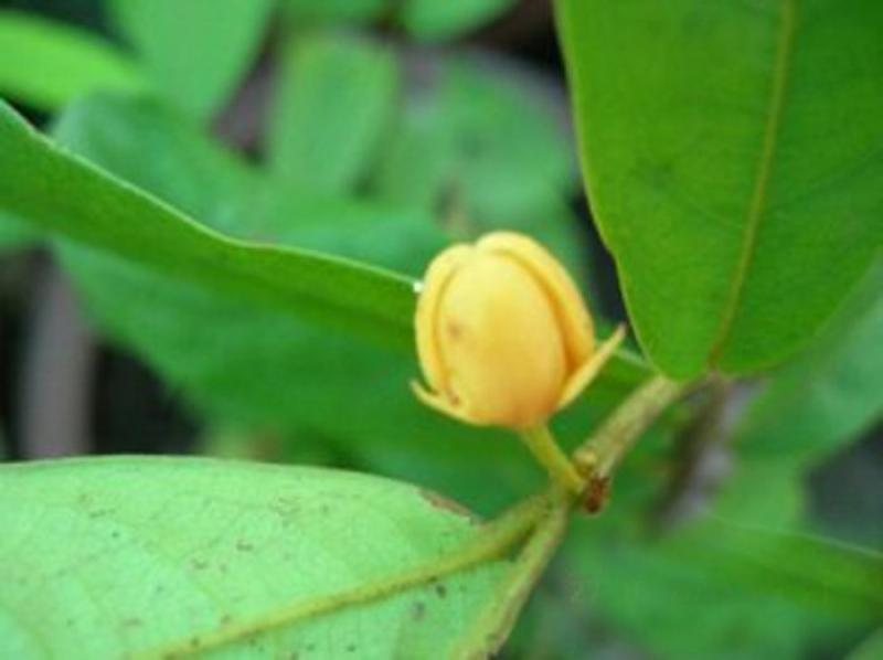 ดอกคำหอม