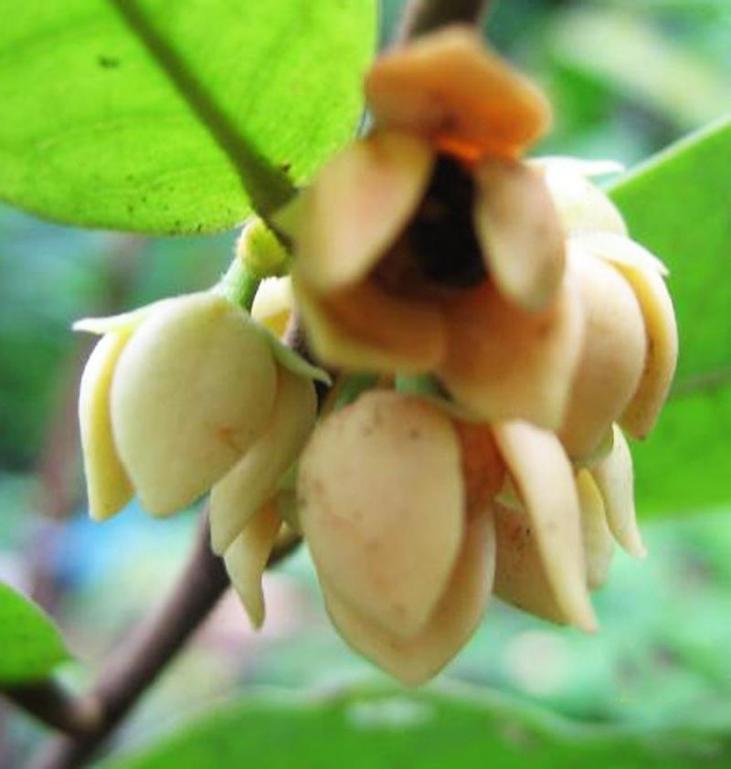 ดอกคำหอม