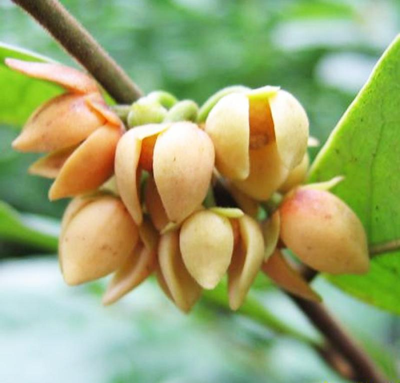 ดอกคำหอม