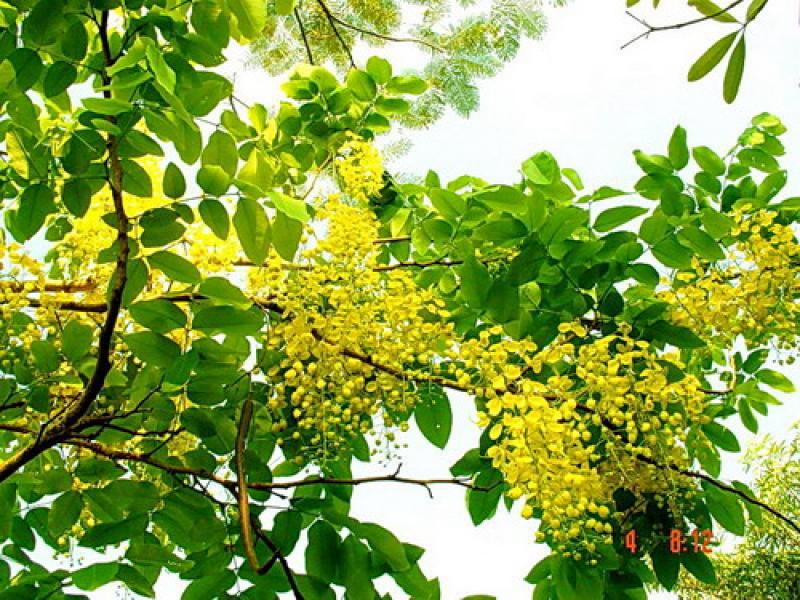 วิธีการปลูกต้นคูณ (ต้นราชพฤกษ์ )