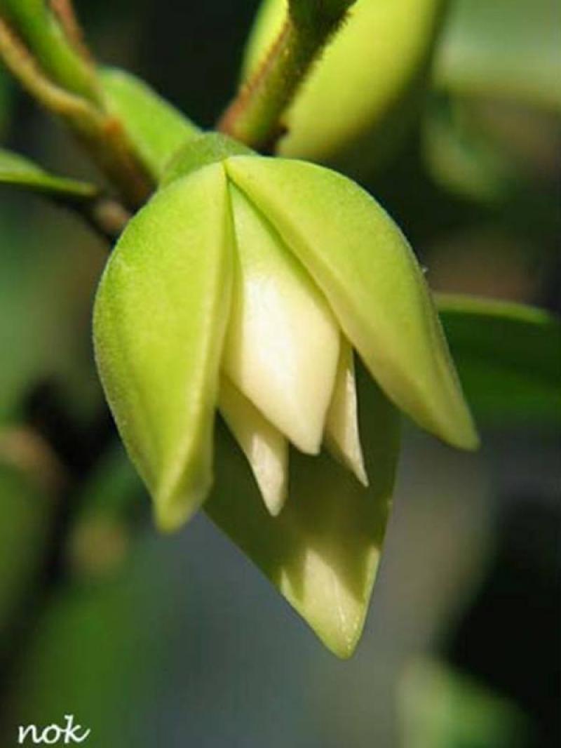 จำปูน..ต้นไม้ที่ถูกลืม