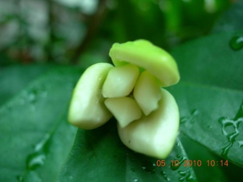 จำปูน..ต้นไม้ที่ถูกลืม