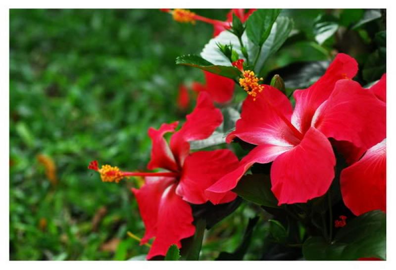 ชบา..ดอกไม้แห่งกาลเวลา