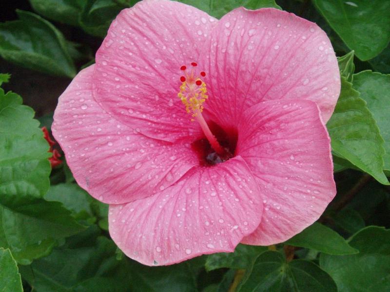 ชบา..ดอกไม้แห่งกาลเวลา