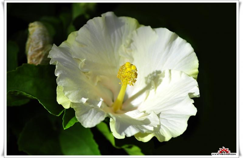 เรื่องน่ารู้ของ ดอกชบา