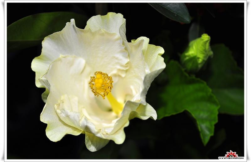 เรื่องน่ารู้ของ ดอกชบา