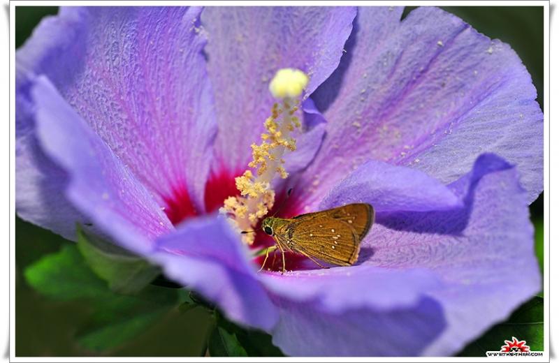 เรื่องน่ารู้ของ ดอกชบา