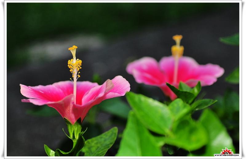 เรื่องน่ารู้ของ ดอกชบา