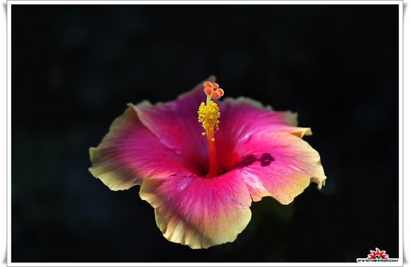 เรื่องน่ารู้ของ ดอกชบา