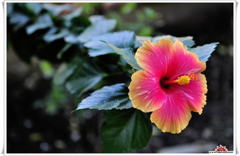 เรื่องน่ารู้ของ ดอกชบา