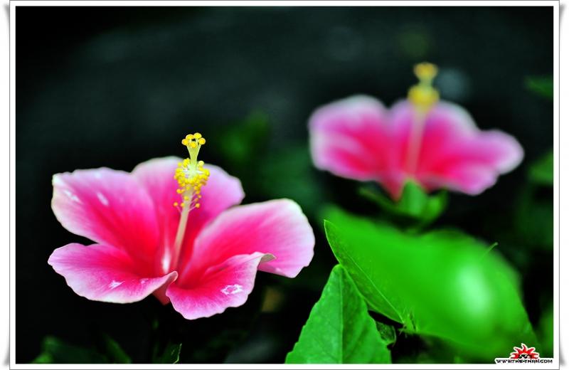 เรื่องน่ารู้ของ ดอกชบา